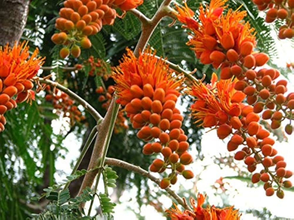 Colvillea Racemosa Golden Flower Tree Seeds