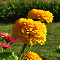 Benary’s Giant Golden Yellow – Zinnia Seed