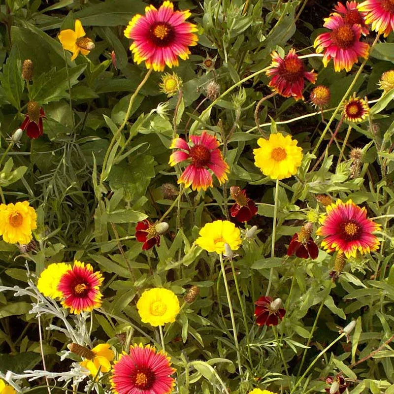 Xeriscape Mix Eastern U.S. – Flower Seed