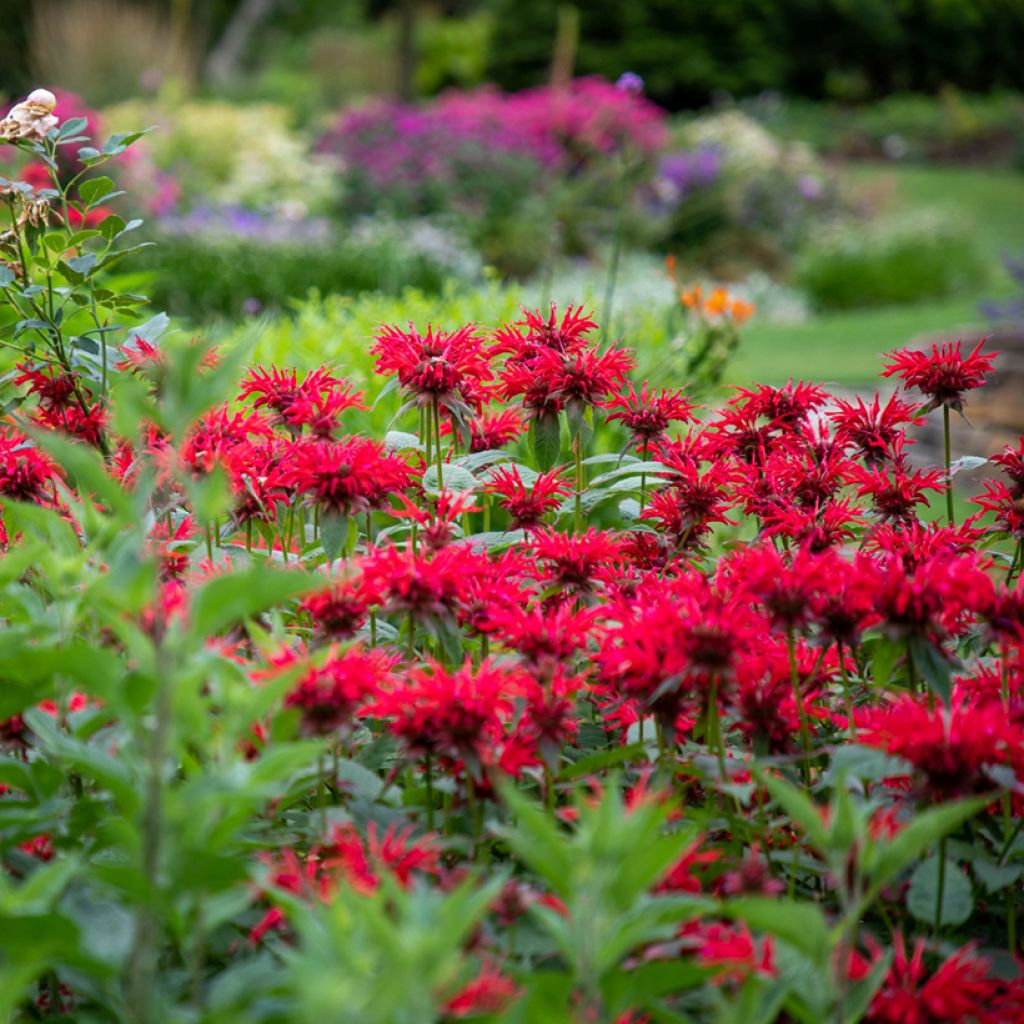 Garden View Scarlet Bee Balm