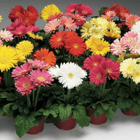 Gerbera Micro Mini Mixed Color Flower Seeds