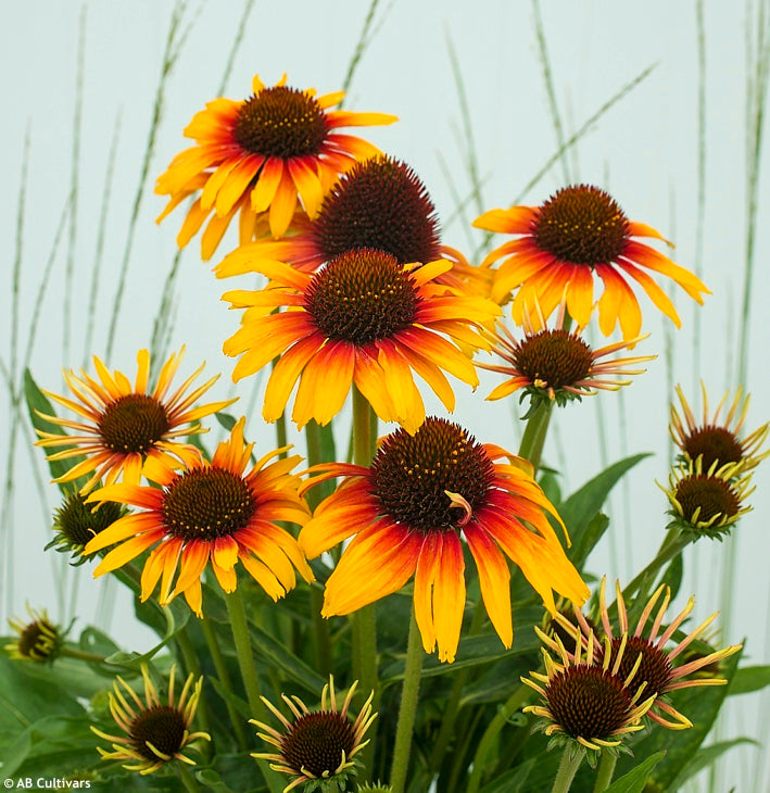 Parrot Coneflower