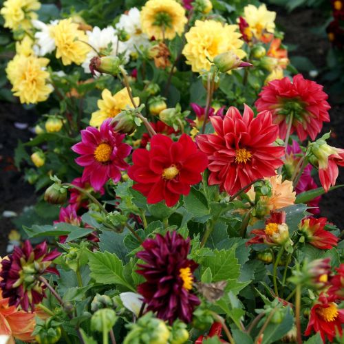 Balsam Double Mixed Color Desi Flower Seeds