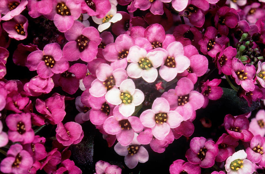 Alyssum Rosie O'Day Flower Seeds