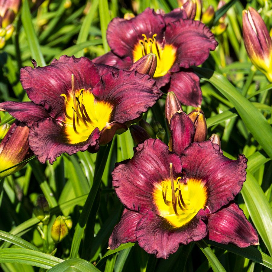 Bela Lugosi Reblooming Daylily