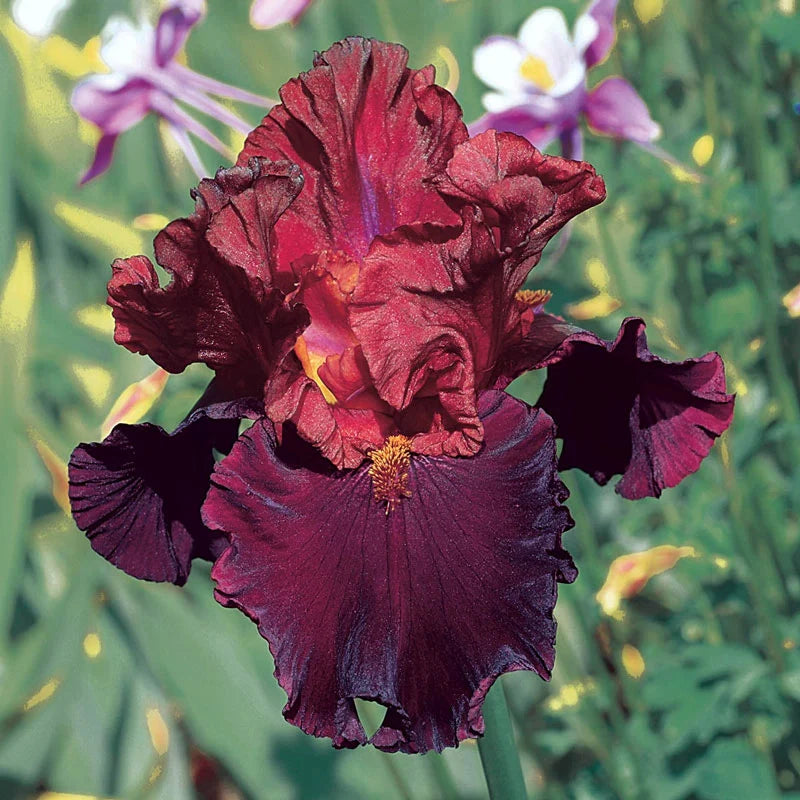 Red Bearded Iris Mixture