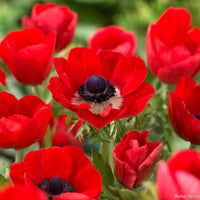 Anemone- De Caen Red