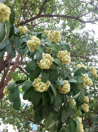 Alstonia Scholaris Ditabark Seeds