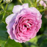 Violet's Pride Floribunda Rose