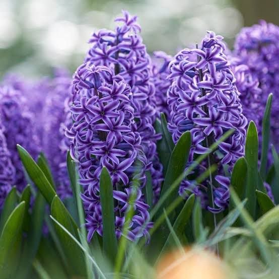 Blue Jacket Fragrant Giant Hyacinth Seeds