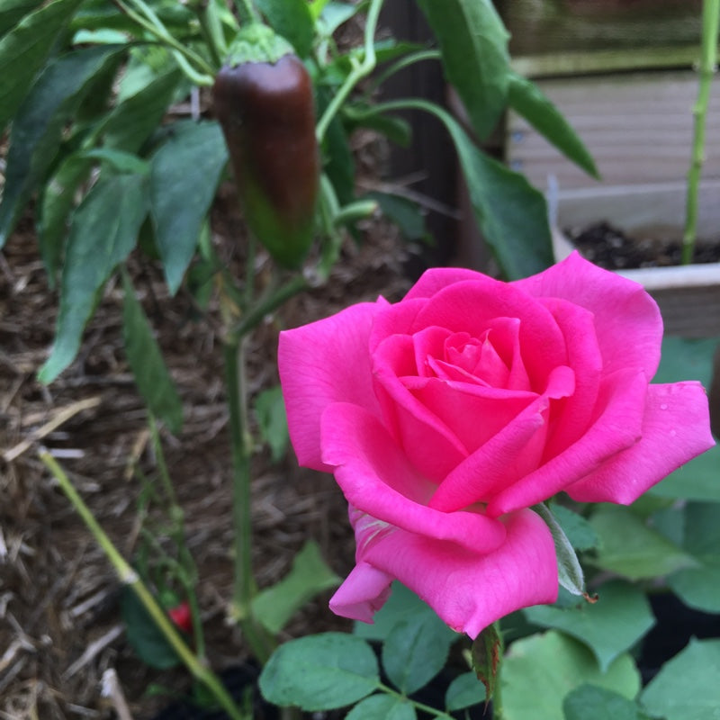 All My Loving Hybrid Tea Rose