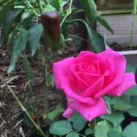 All My Loving Hybrid Tea Rose