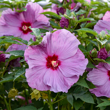 Lilac Crush Hibiscus