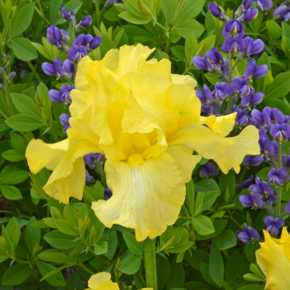 Harvest of Memories Reblooming Bearded Iris