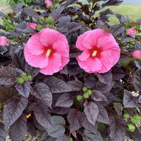 Edge of Night Hibiscus