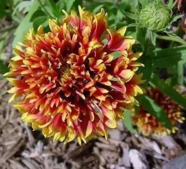 Gaillardia Finest Mixed Color Seeds