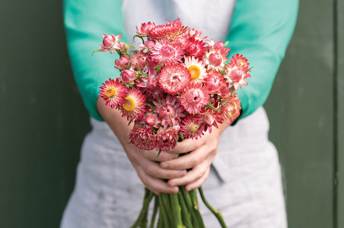 King Size Raspberry Rose – Strawflower Seed