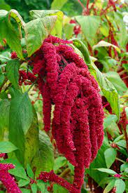 Love-Lies-Bleeding – Amaranthus Seed