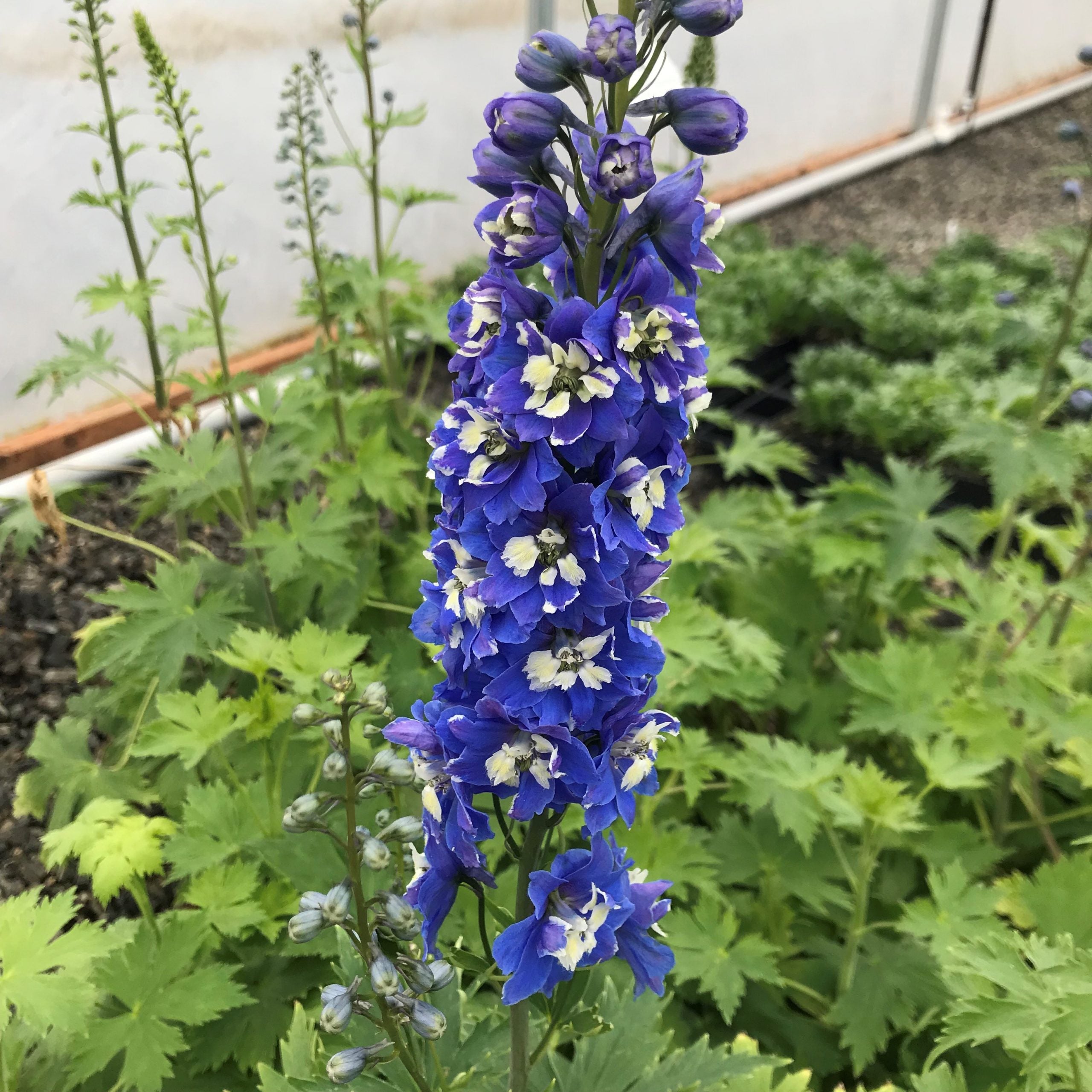 Magic Fountains Mid Blue White Bee – Delphinium Seed