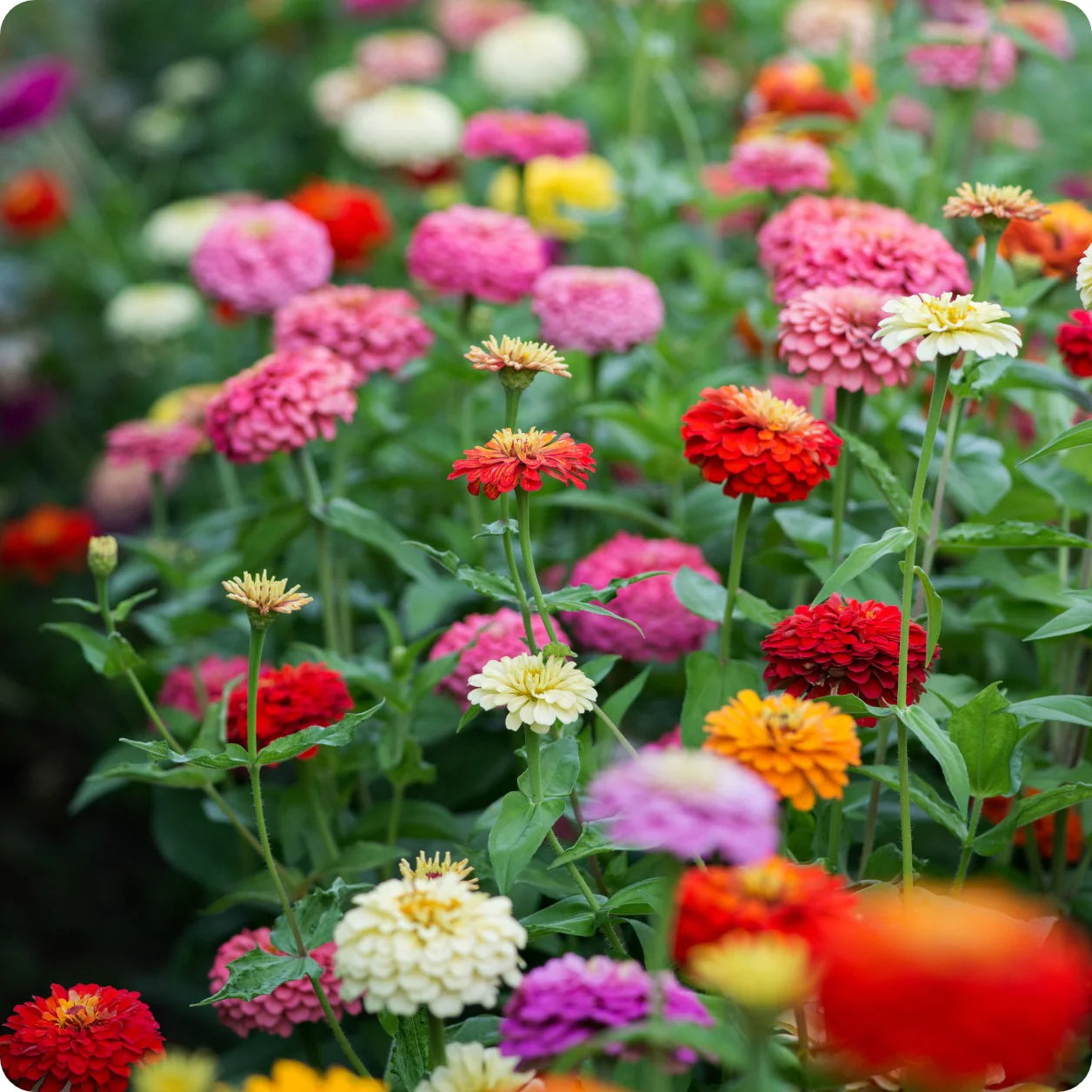 Zinnia Tall Mixed Color Seeds