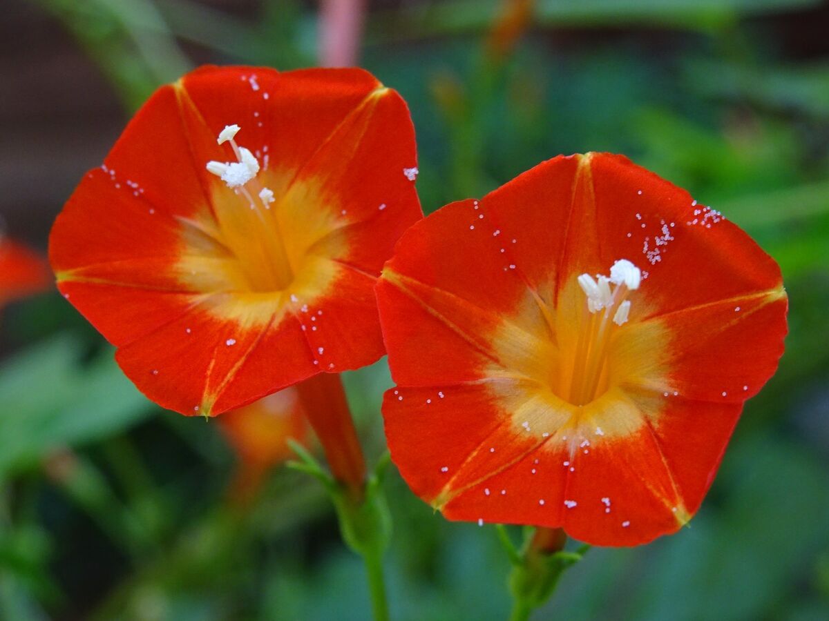 Ipomoea Morning Glory Flower Seeds