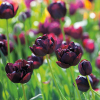 Black Hero Tulip Seeds