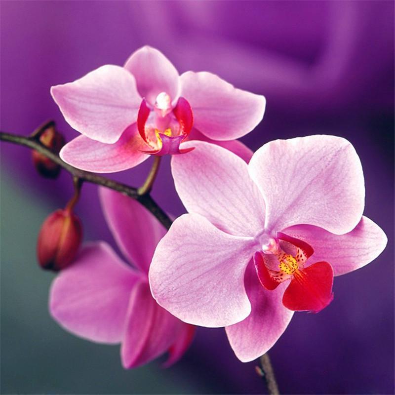 Indoor Balcony Office Rare Orchid Seeds Phalaenopsis Orchid Seed