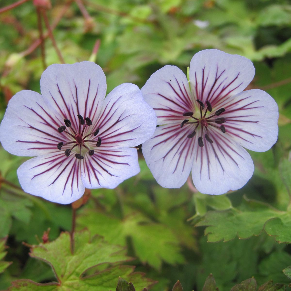 Crystal Lake Hardy Geranium