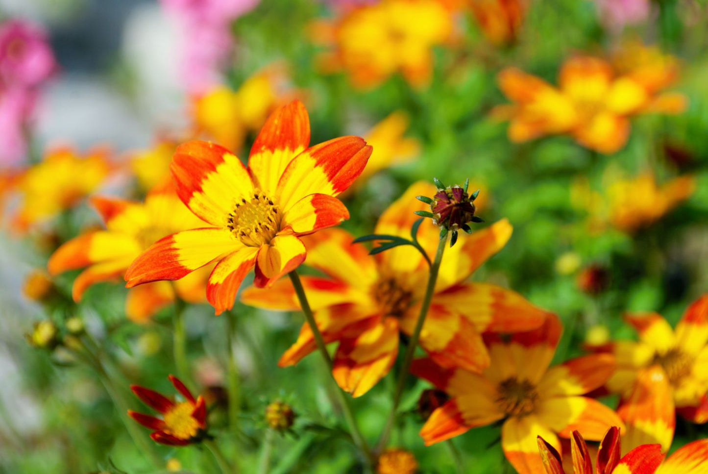 Bidens- Taka Tuka Yellow Centre (seedling)