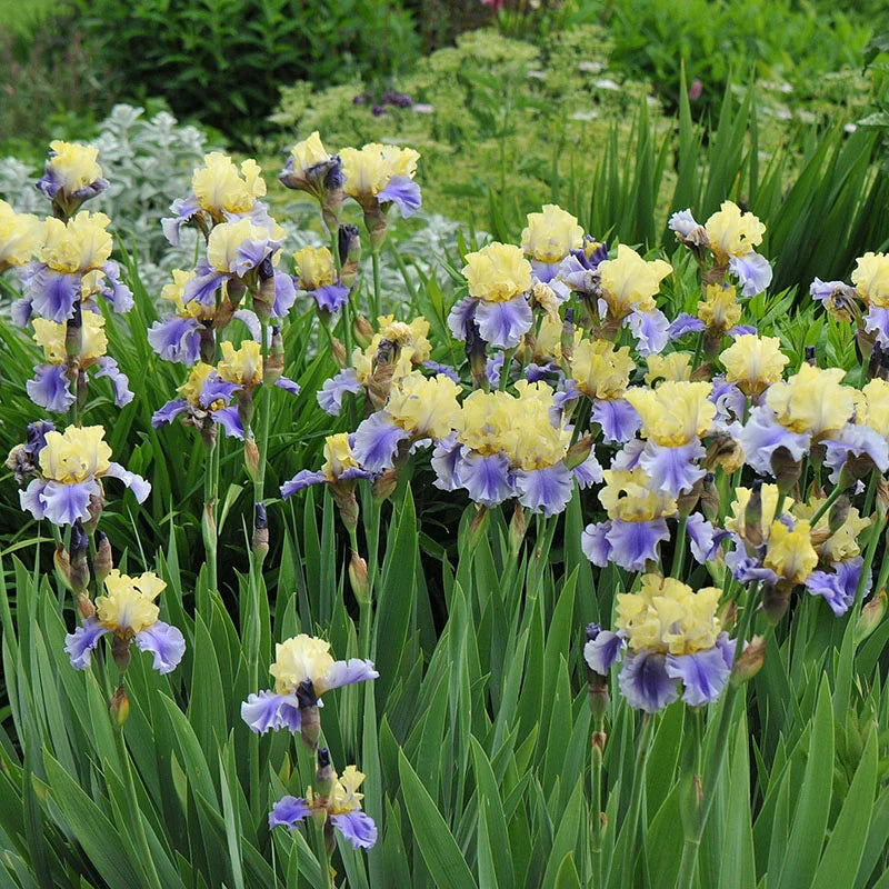 Bearded Iris- Edith Woolford