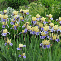 Bearded Iris- Edith Woolford