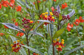 Silky Formula Mix – Asclepias Seed