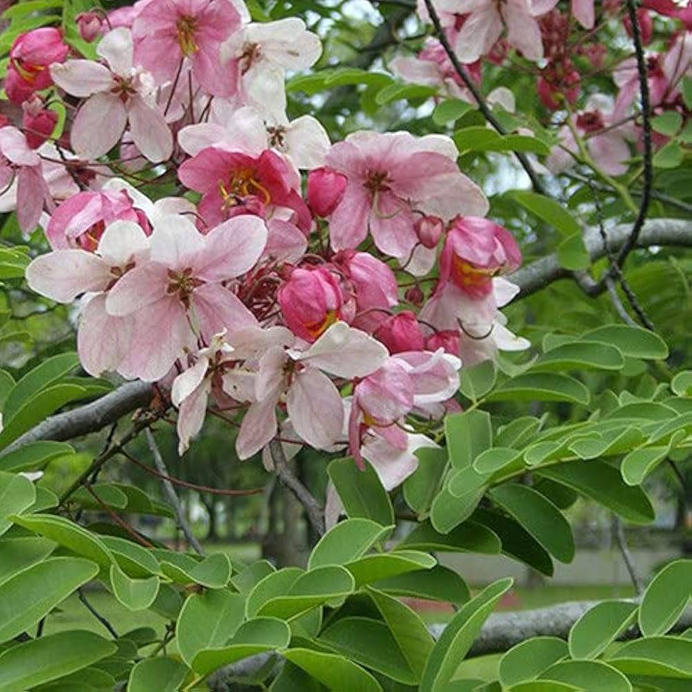 Cassia Javanica Javanica Seeds