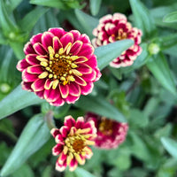 Jazzy Mix – Zinnia Seed