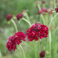 Merlot Red – Scabiosa Seed