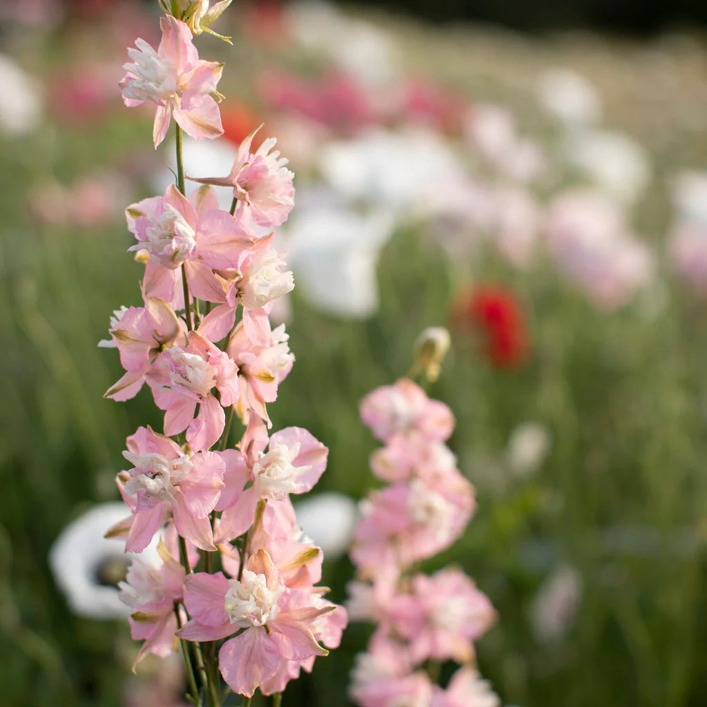 Galilee Pink Perfection – Organic Larkspur Seed