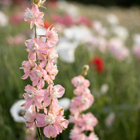 Galilee Pink Perfection – Organic Larkspur Seed