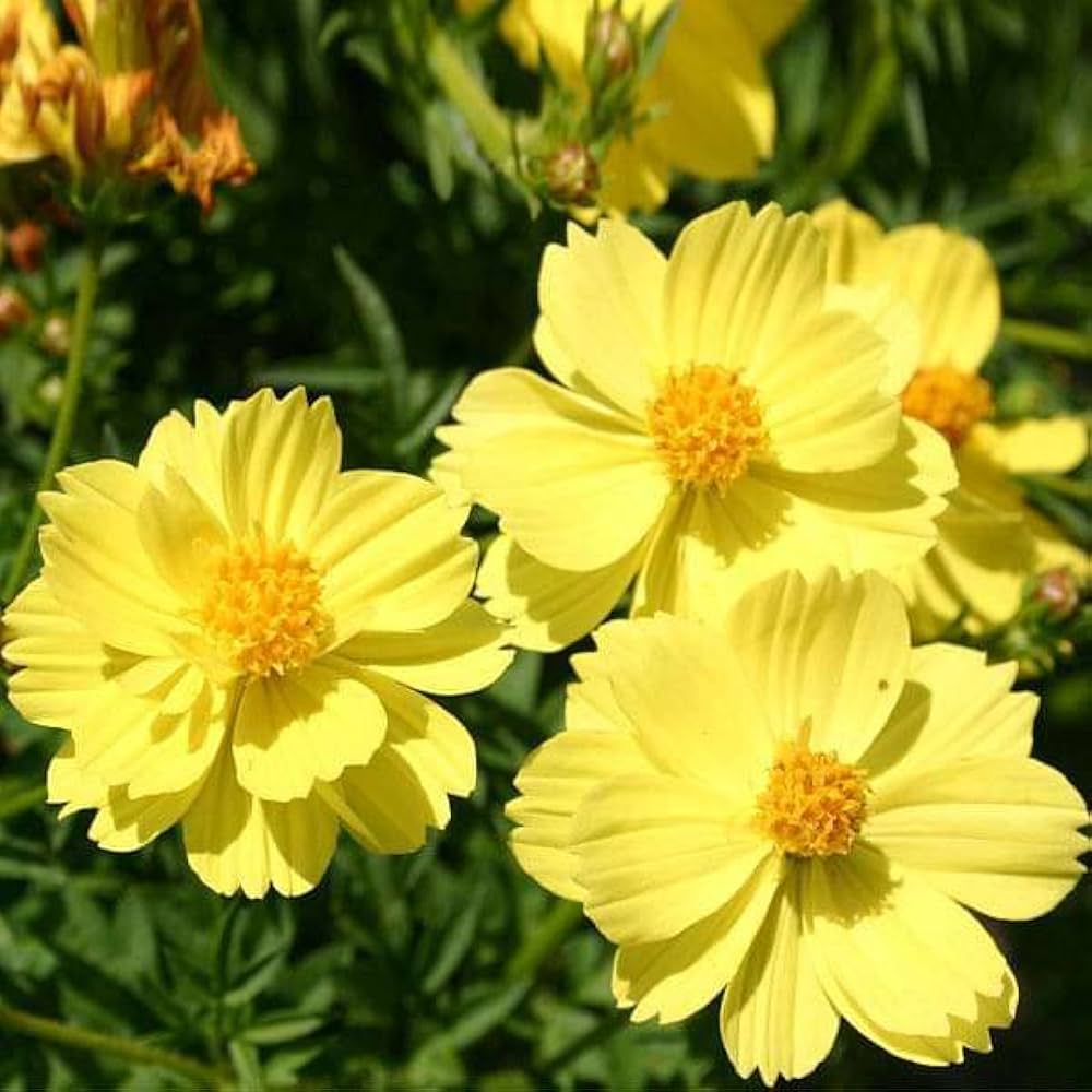 Cosmos Yellow Seeds