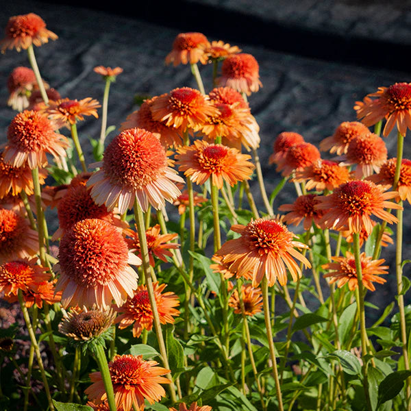 Supreme Cantaloupe Coneflower