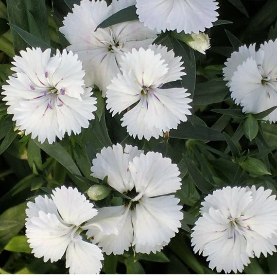 Sweet White – Dianthus Seed