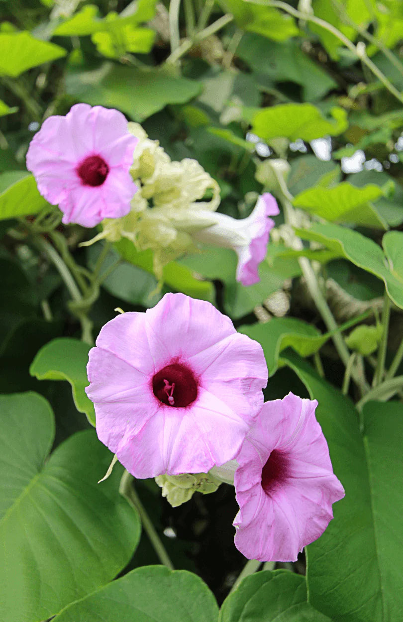 Argyreia Nervosa Elephant Creeper Seeds