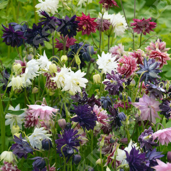 Barlow Columbine Mixture