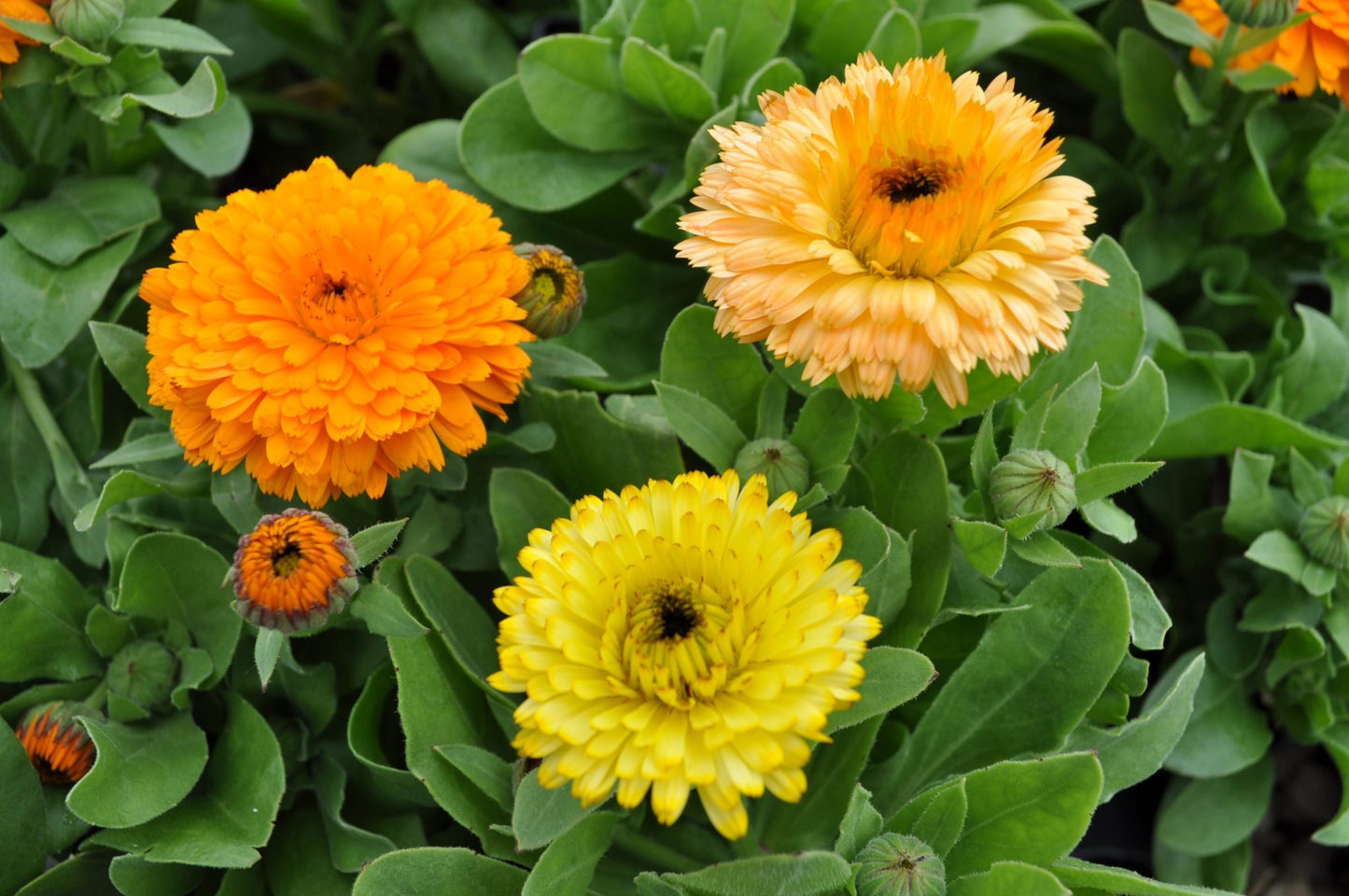 Calendula Bon Bon Mixed Color Flower Seeds