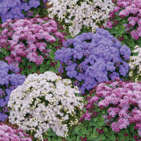 Timeless Mix – Ageratum Seed