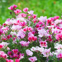 Godetia Azaleaflora Mixed Color Seeds