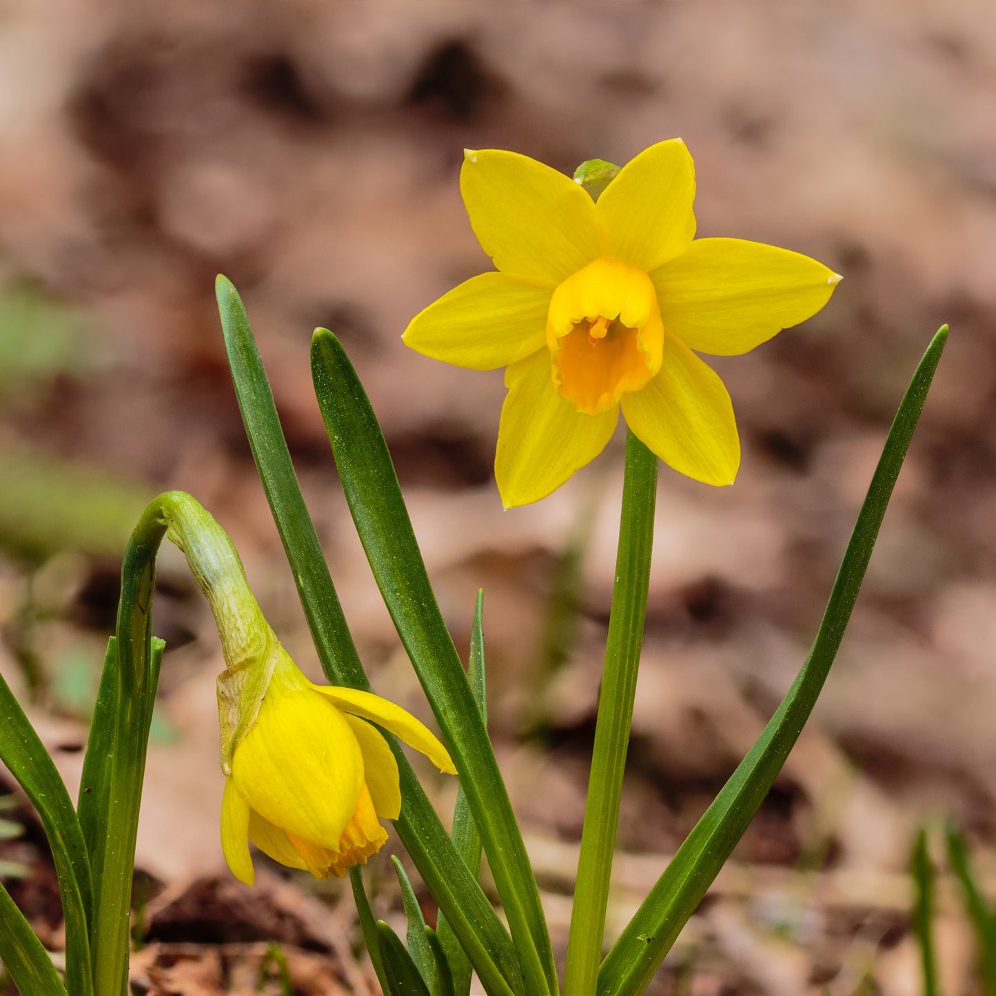 Tête-à-Tête Daffodil Seeds