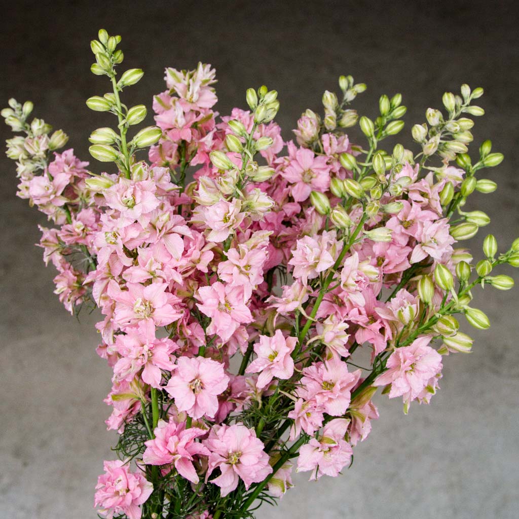 QIS? Light Pink – Larkspur Seed