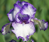 Autumn Circus Colourful Tall Bearded Reblooming Iris