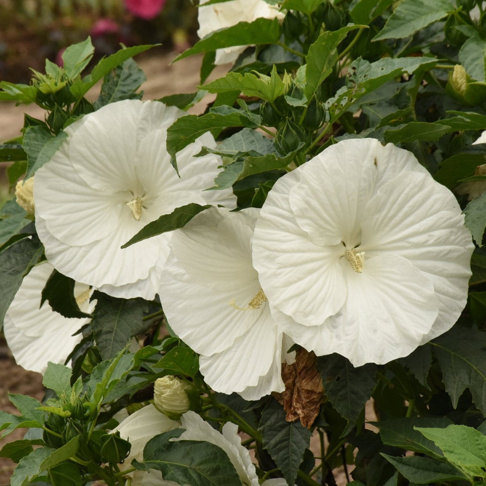 Marshmallow Moon Hibiscus