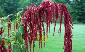 Amaranthus Cadatus Red Desi Flower Seeds